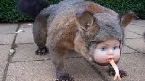 Shitpost status compilation #1 || Klootzak