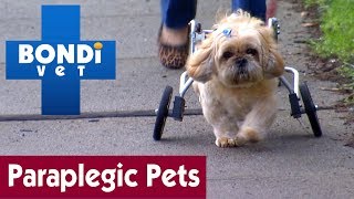 Taking Care Of Paraplegic Pets