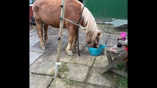 Pony (31) LIVE 🥺 Pflege, Grasen &amp; Stallroutine