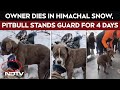 Viral Video | Owner Dies In Himachal Snow, Pet Pitbull Stands Guard For 4 Days