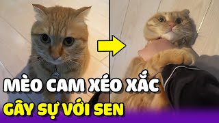 Chú mèo cam XÉO XẮT thích GÂY SỰ với con sen 😂 | Yêu Lu Official