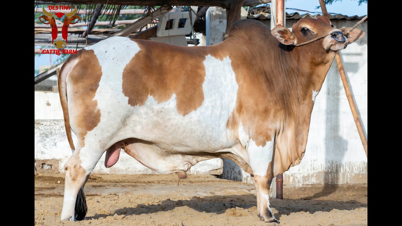 DESTINY CATTLE FARM PRESENTS 🤎MAGNUM 2022🤎 TO YOU YouTube