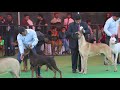 Dog Show In India || Great Dane || Doggo Argentino || Scoobers