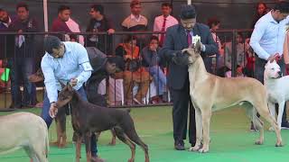 Dog Show In India || Great Dane || Doggo Argentino || Scoobers