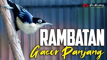 RAMBATAN DORAEMON GACOR TEMBAKAN PANJANG