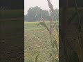 my new video #funny #movement #shortvideo