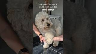 'Hands in' trend with our cute dog #dog #cute #hands in #trend