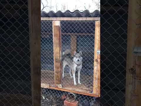 Новая собака . Западно Сибирская Лайка , кличка Вьюга