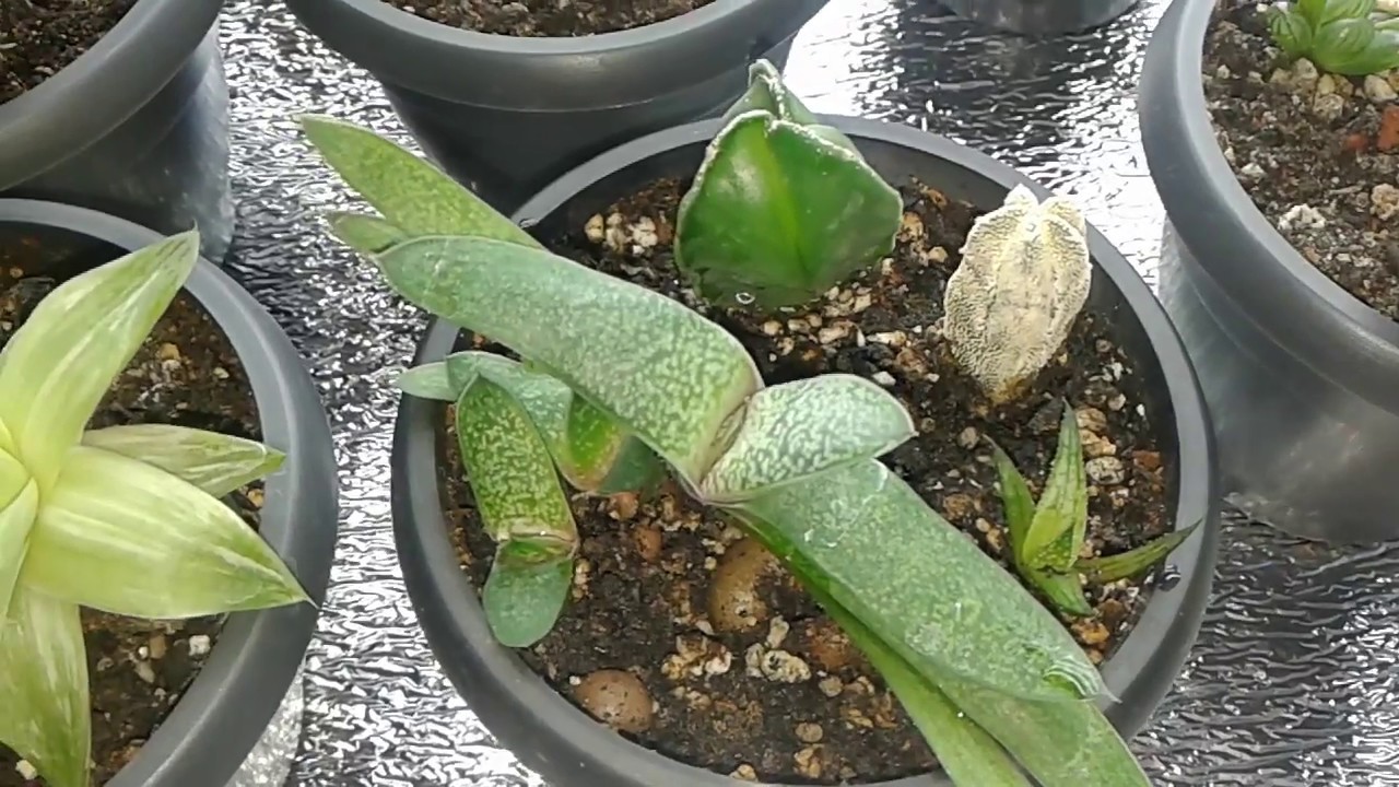 Все мои Гастерии. 22.10.2019 г.