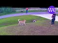 Hero German Shepherd Saves A Child  From Wild Dog #animals #dog #child #hero