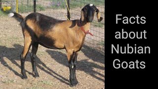 Facts About Nubian Goats