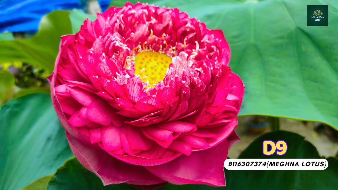 D9 Lotus||Big Red Lotus||Deep Red Lotus