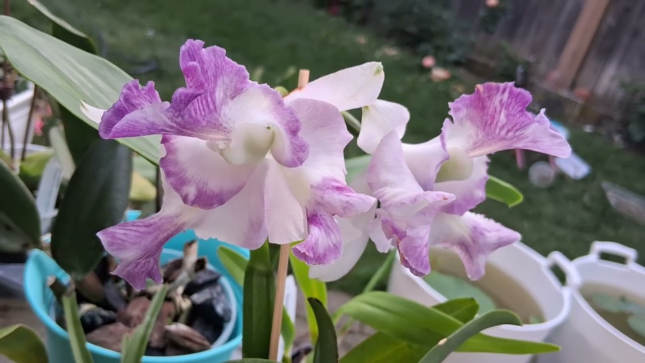 梦幻紫色的卡特兰，太漂亮了Cattleya intermedia var aquinii coerulea