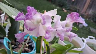梦幻紫色的卡特兰，太漂亮了 Cattleya intermedia var aquinii