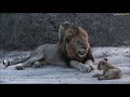SafariLive Nov 12 -  Male lion Tinyo and the Styx cubs!