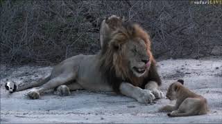 SafariLive Nov 12 -  Male lion Tinyo and the Styx cubs!