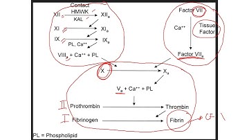 HEMATOLOGY 2 Short Course Review 2025 part 2
