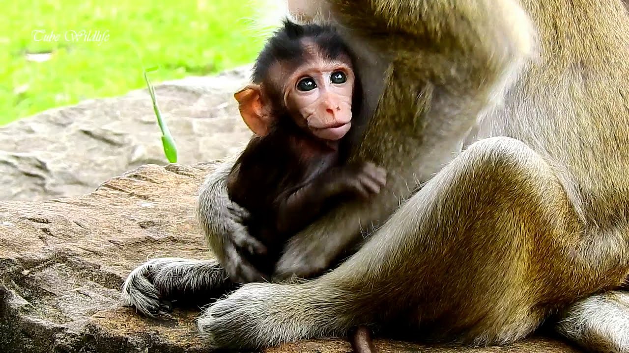 petco hours P 1- Poorest baby CARLINO crying loudly so long cos he is catching, grabbing badly by monkey VISTARY