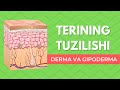 DERMA VA GIPODERMA  |  TERINING TUZILISHI