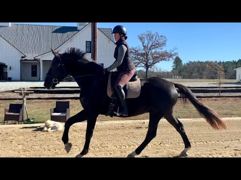 Orion - 2019 KWPN Gelding (Florianus II/Riverman ISF)