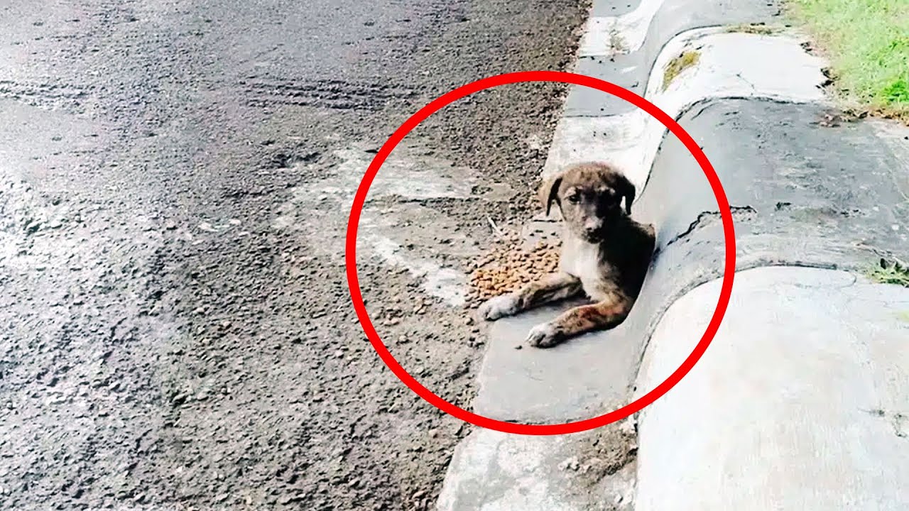 Испуганный малыш выглядывал из канализации, он оказался в ловушке на ...