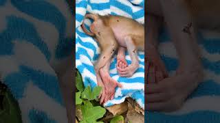 #monkey #babymonkeybobby #babymonkey #animals #cute #funny #cuteanimals #littlemonkey #tinymonkey