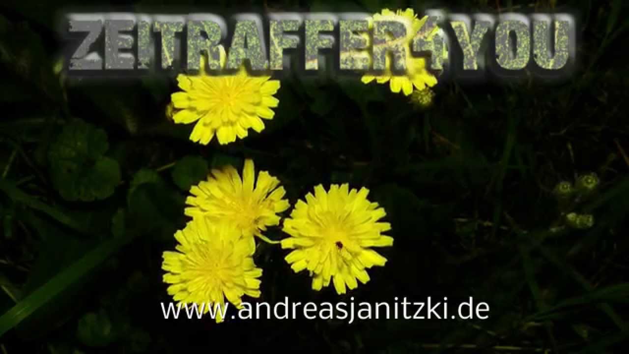 Wald Habichtskraut Hieracium murorum wall hawkweed fewleaf Blooming Timelapse Zeitraffer