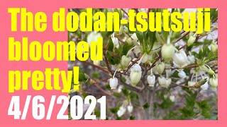 Trees And Flowersenkianthus Perulatus Has Begun To Bloom 462021