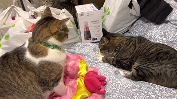 FUNNY VIDEOS OF A CATS FIGHTING OVER CATNIP| #shorts #funny