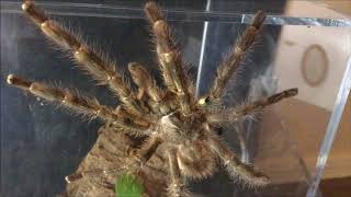 Breeding Poecilotheria regalis Part 1