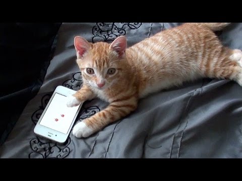 cute-kitten-playing-on-iphone-cat-app