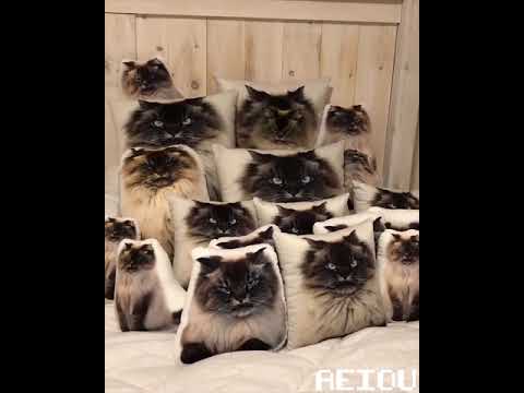 Cat Hides Among Pillows - Metal Gear Solid Version