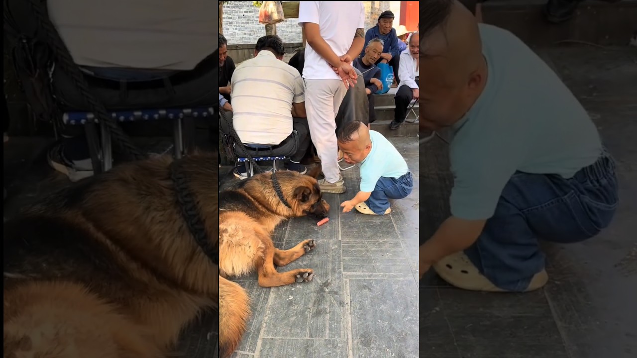 “The Dog Got Blamed for Something He Didn’t Do 😂” #funny #comedy #prank #shorts