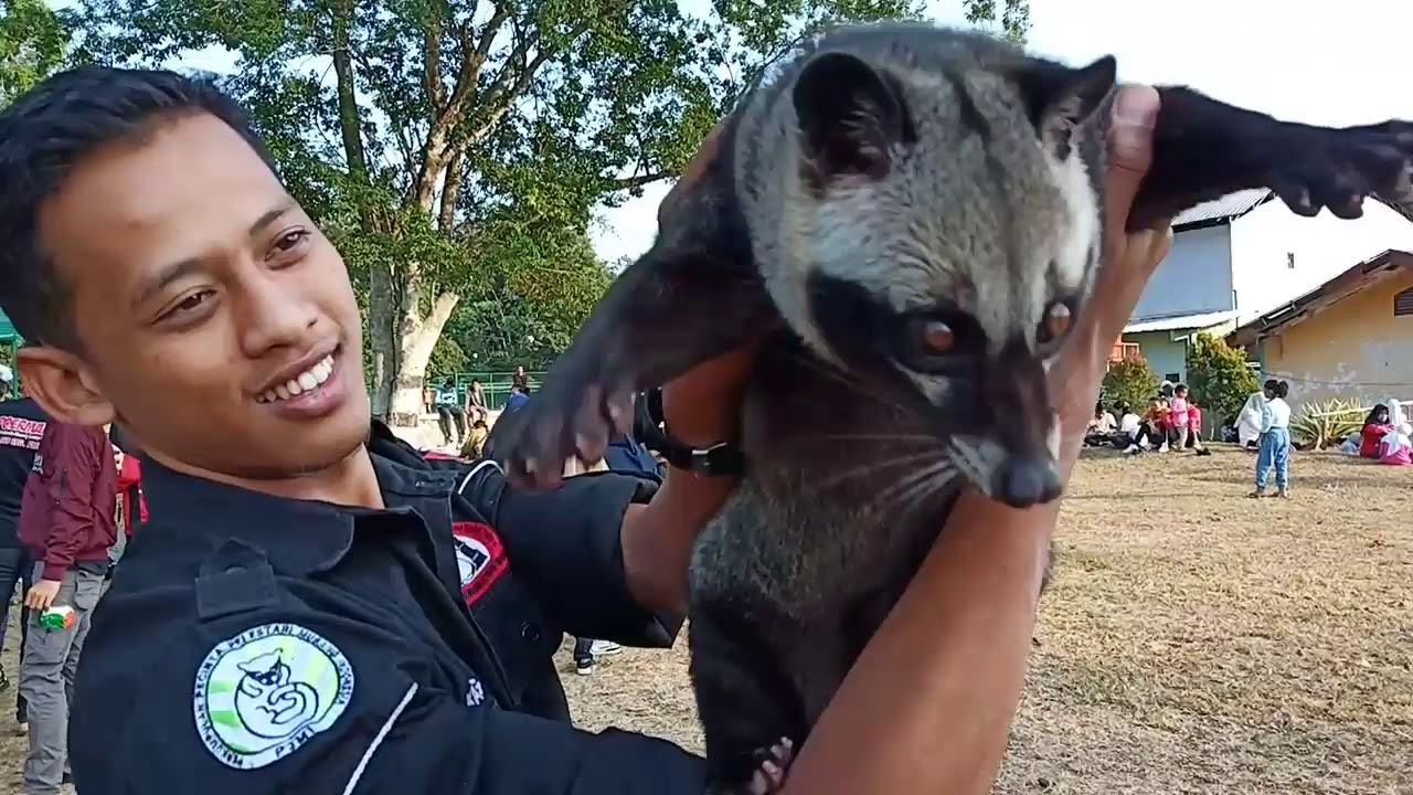 | GHATS PAGI & MENGENALKAN MUSANG MASKOT POERMALIN | - YouTube