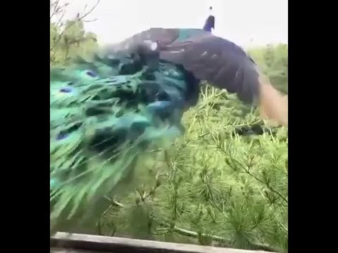 Peacock takes a flight