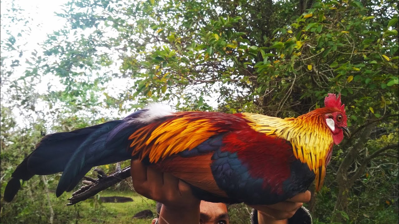 Pikat ayam hutan Sumatera 