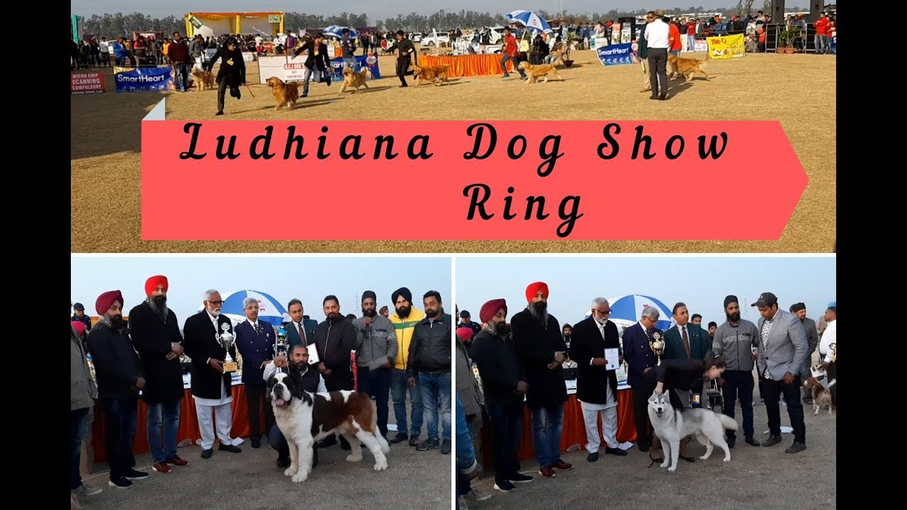 puppy paradise Ludhiana Dog Show - Ring