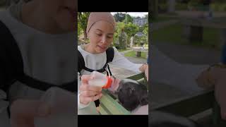 PHUKET - You can pet pigs and tortoises at this hotel!