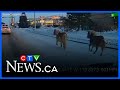 Ponies on the loose in St. Albert