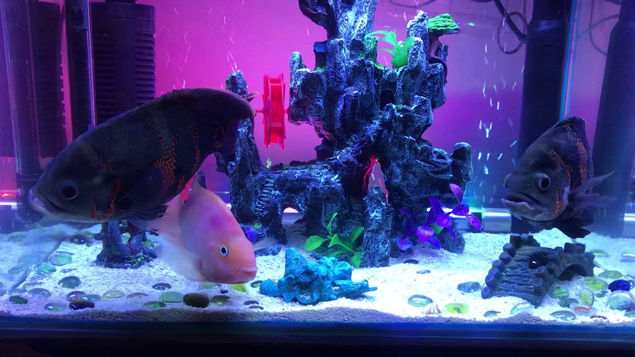 Oscar and Parrot fish - YouTube Oscar and Parrot fish - YouTube