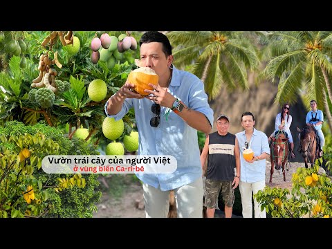 Video: Làm thế nào để thuê một biệt thự ở Caribê