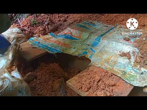 Video khay thác tổ ong đất vàng nuôi bên cạnh đường - youtube