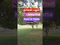 Jamun Fruit Picking🫐 Adventure in UAE |நாவல் பழம்| 5 AM Fruit Hunt in Hatta |Dubai Vlogs