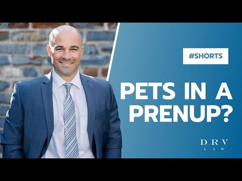 Pets In A Prenup Shorts
