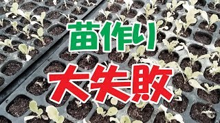 【無農薬レタス栽培＃２】レタス苗作り大失敗！！その後の対処法は！？