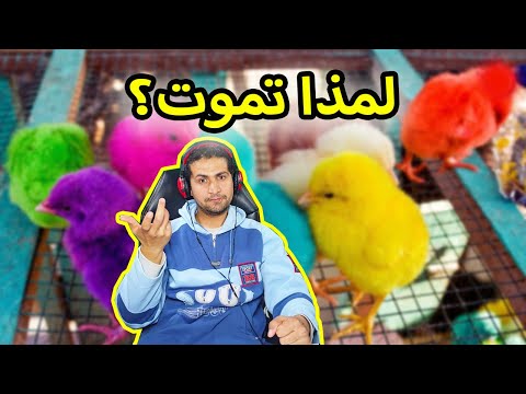 فيديو: ما هو عمر تريسي بيجوت؟