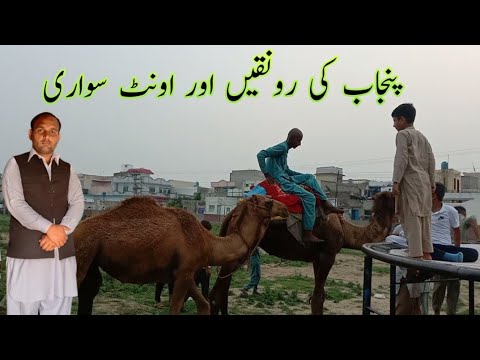 Punjab ki Arun ke aur camel   sawari