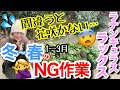 【知らないと春に咲かない😢】ラナンキュラスラックス冬春(1〜3月)のNG管理3選/ 冬だと舐めていると、あっという間にくた〜っとして手遅れに💦/ 春に差が出る開花直前の正しい育て方【ガーデニング】