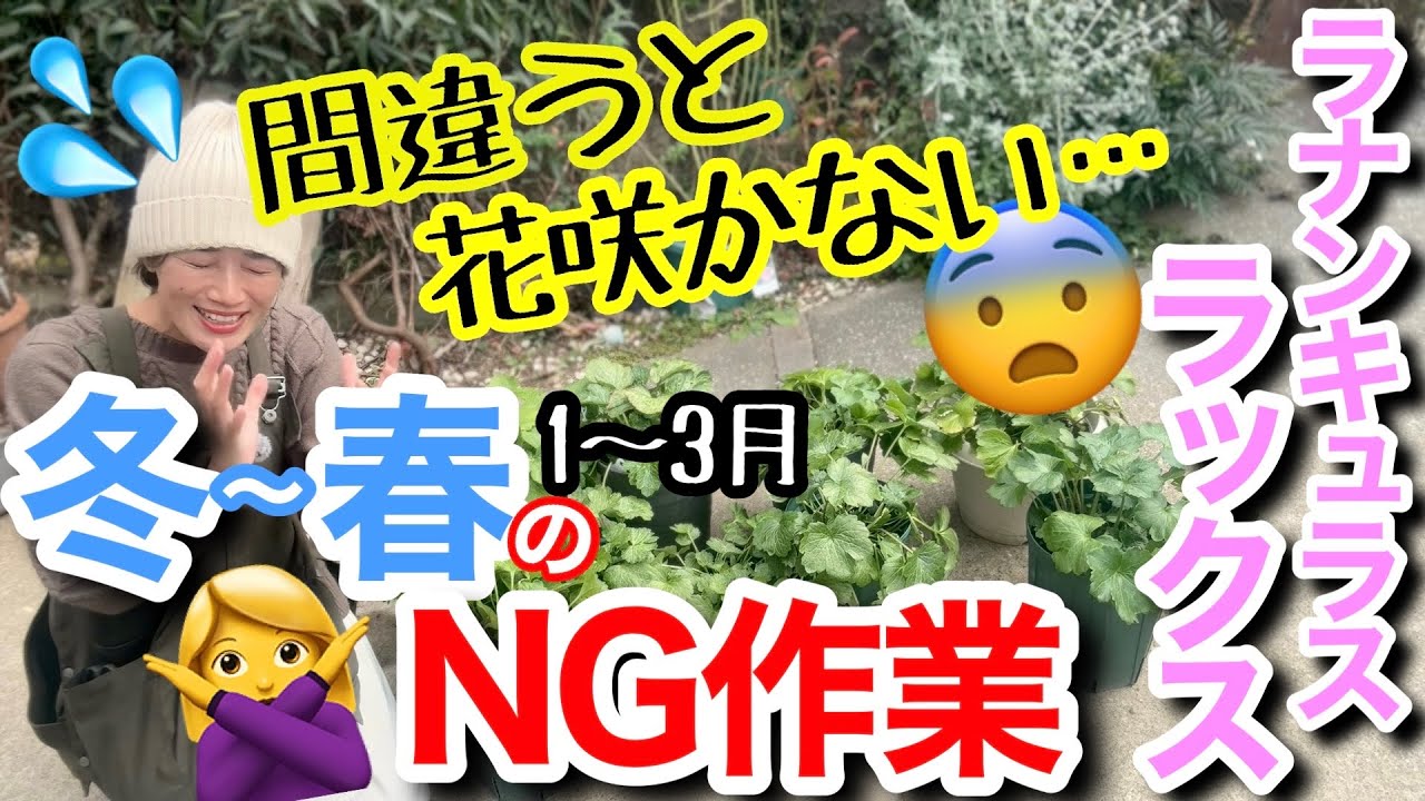 【知らないと春に咲かない😢】ラナンキュラスラックス冬春（1〜3月）のNG管理3選/ 冬だと舐めていると、あっという間にくた〜っとして手遅れに💦/ 春に差が出る開花直前の正しい育て方【ガーデニング】