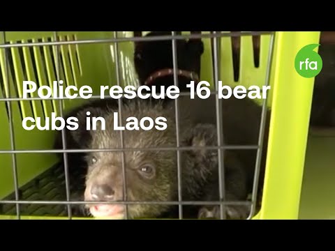 16 bear cubs rescued in latest Laos wildlife trafficking case | Radio Free Asia (RFA)